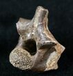 Large Cretaceous Lizard Vertebrae - Hell Creek Formation #12803-1